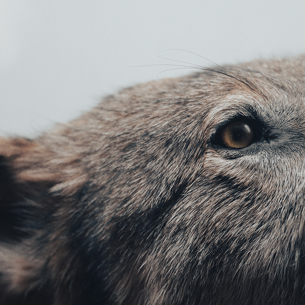 na zdjęciu widać fragment głowy i oka zwierzęcia